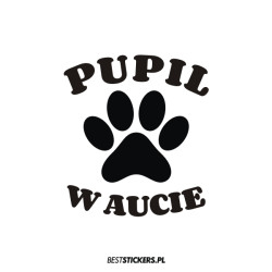 Pupil w Aucie