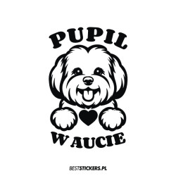 Pupil w Aucie Pies Maltipoo...